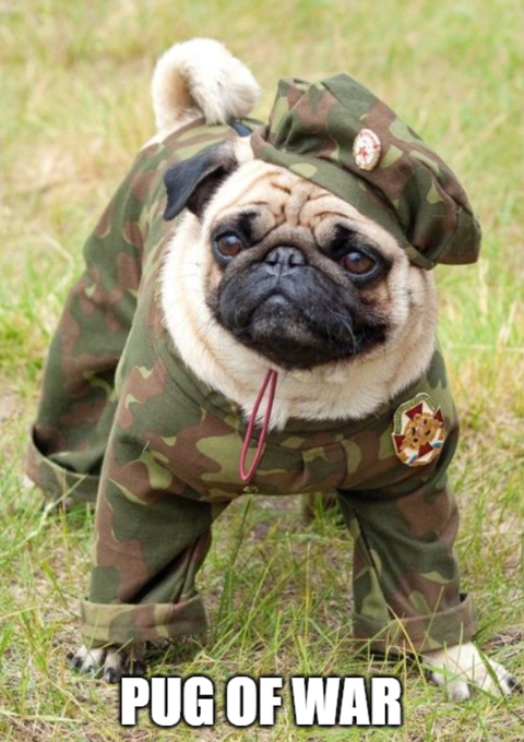 The image features a pug dog dressed up as a soldier, wearing a camouflage outfit with a hat and boots. The pug's face is turned towards the camera, giving us a close-up view of its expression. The background shows a grassy area where the dog is standing on top of it. The caption below the image reads "Pug of War", which could be interpreted as a reference to the pug's military theme or simply an amusing title for the photo.
