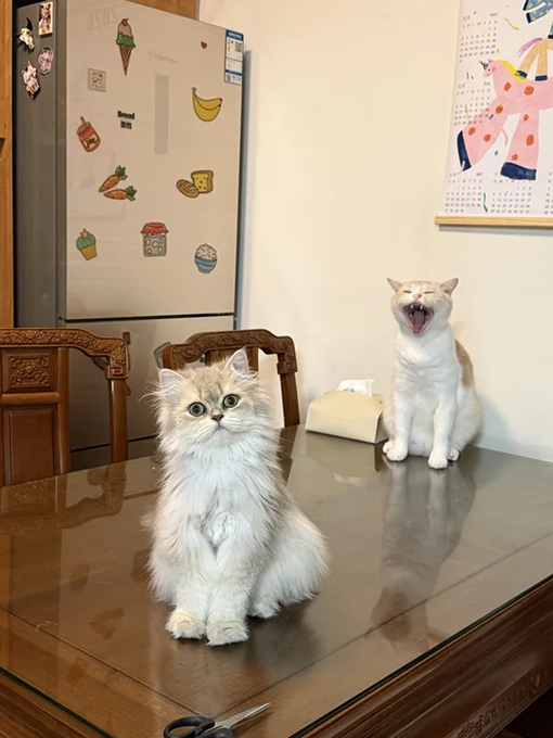 Two fluffy white cats on a glass table, one yawning widely, with a refrigerator decorated with food magnets and a calendar in the background.