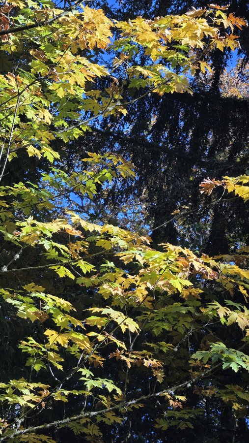Fall foliage with yellow and green leaves against a blue sky and dark evergreen branches.