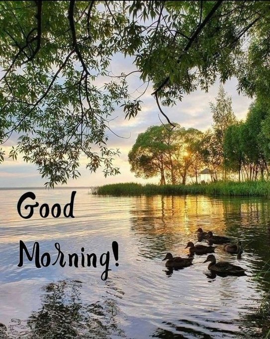 A serene lake scene at sunrise or sunset with ducks swimming on calm water, framed by overhanging tree branches, with the text 'Good Morning!' overlaid.