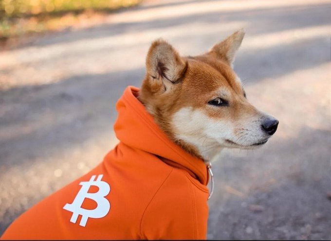 A Shiba Inu dog wearing an orange hoodie with a white Bitcoin (₿) logo on the back, sitting outdoors.