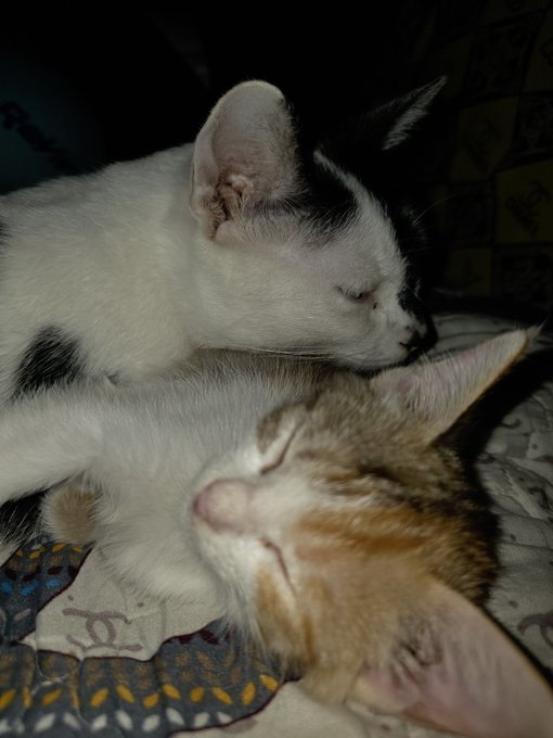 Two small kittens, one mostly white with black markings and the other orange and white tabby, sleeping peacefully curled up together on a patterned blanket.