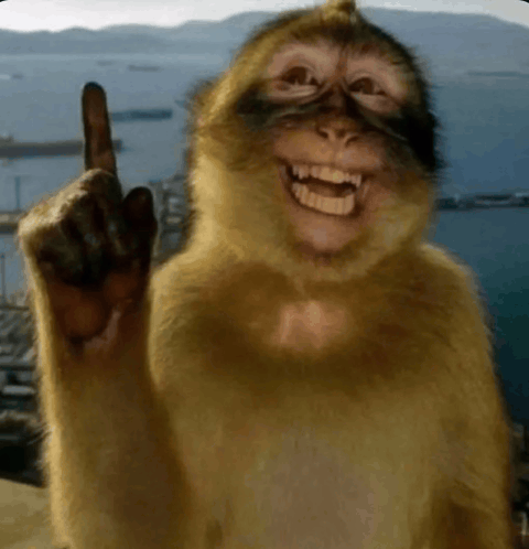 A grinning macaque monkey holds up its middle finger with a wide, toothy smile against a scenic harbor backdrop. The image humorously conveys the post's message of aggressive, non-stop trading—flipping the bird to anyone who might interrupt the ape-like round-the-clock trading schedule.