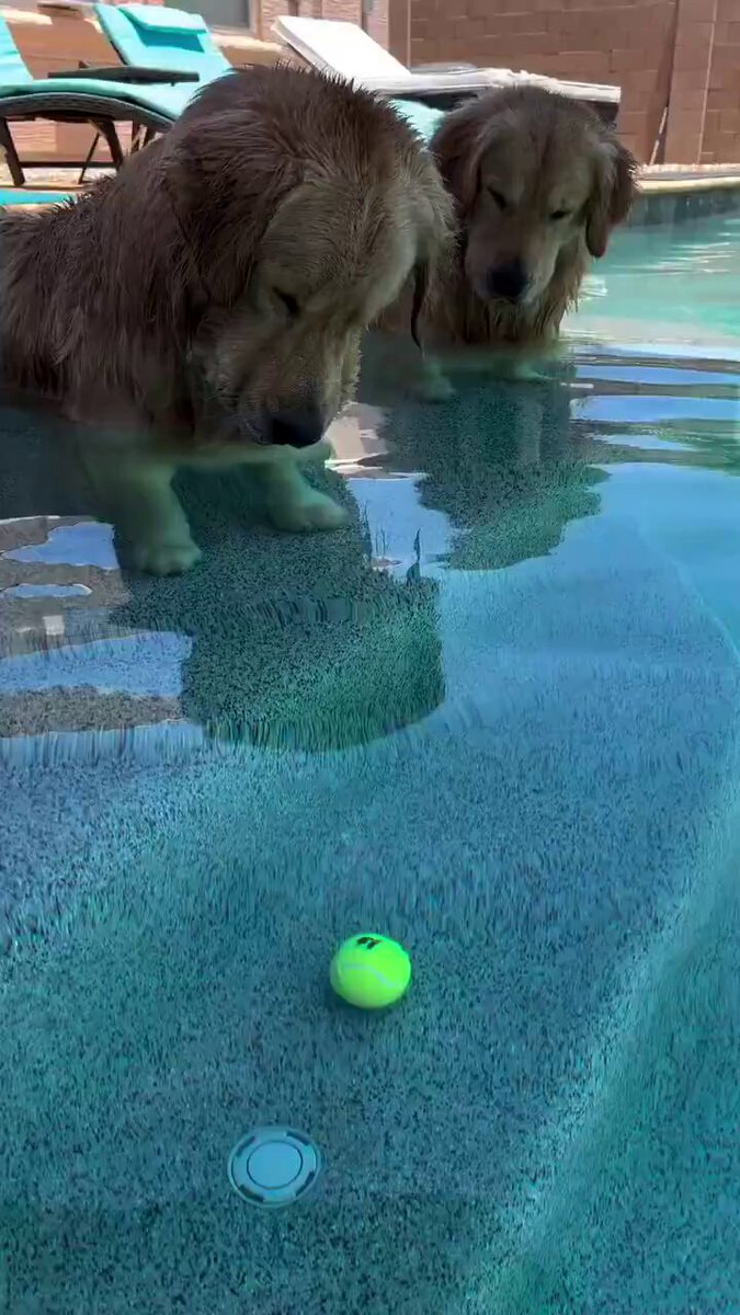 The image shows two dogs playing with a green ball floating in an outdoor swimming pool, surrounded by chairs and a patio area. The scene appears to be related to a social media post about buying something every dip or finding new dips for the same item.