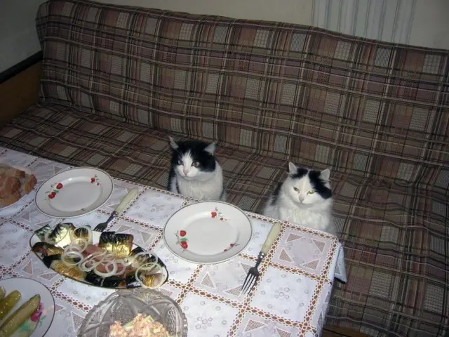 Two black-and-white cats sit at a dining table set with empty plates, silverware, and dishes of food on a patterned tablecloth, backed by a plaid sofa.