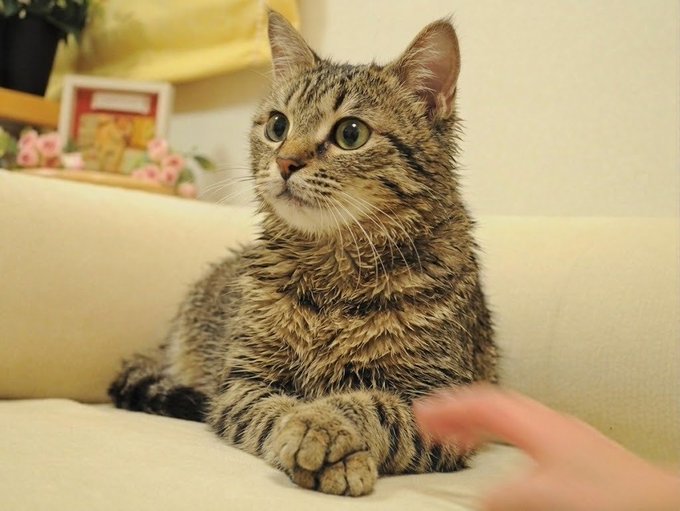 A wet tabby cat with green eyes sits on a cream-colored sofa, looking curiously at a hand reaching towards it, echoing the sentiment of history repeating itself.
