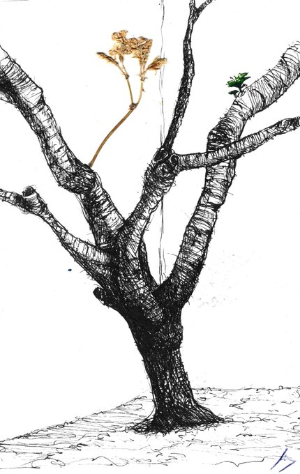 A pen-and-ink style drawing of a gnarled tree with intricate bark detailing, featuring a single dried plant sprouting from one branch and small green leaves on another, signed with a '16' in the corner.