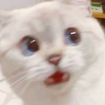 A close-up of a white fluffy cat with big blue eyes and its mouth open in a surprised or distressed expression.
