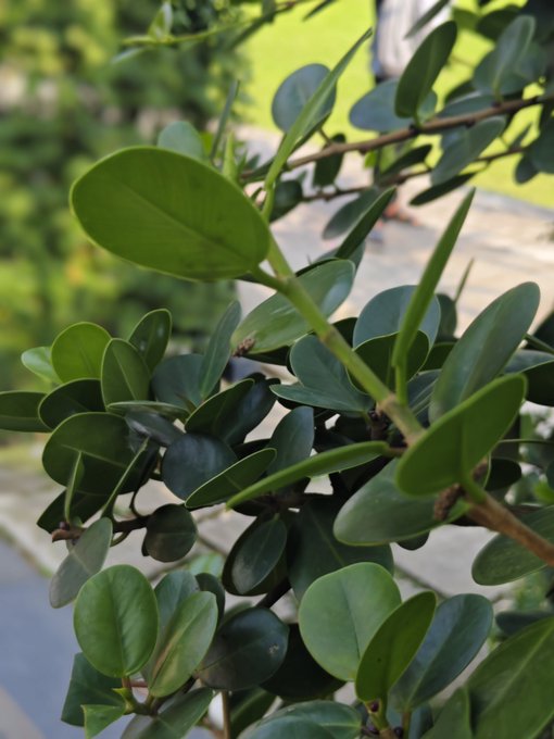 The image features a close-up view of green leaves from a tree branch against a brown background, with some text that reads "Good night, X fam! No noise, just pure building.Bullish on what @NomismaNetwork and @useTria are bringing to the table." The focus is on the details of the leaves and their arrangement in relation to the background.
