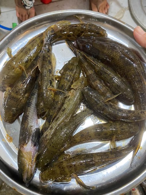 A metal bowl filled with several large, mottled green-brown goby fish (cá Bống), notably bigger than typical specimens. The accompanying Vietnamese caption marvels at the unusually large size of the goby fish, suggesting they would be delicious braised with pepper and chili.