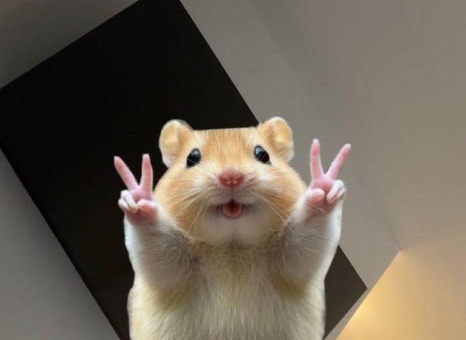 A close-up photo of a golden hamster standing up on its hind legs, holding both paws up in peace signs with its mouth open.