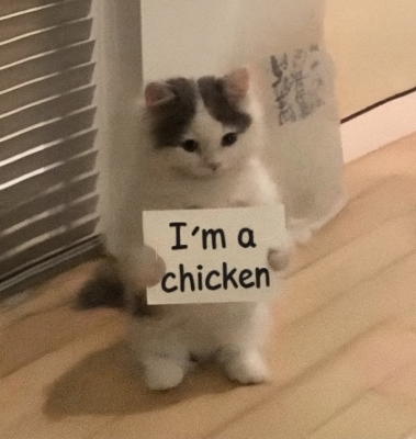A humorous photo of a black and white cat standing upright on its hind legs while holding a sign that reads 'I'm a chicken'.
