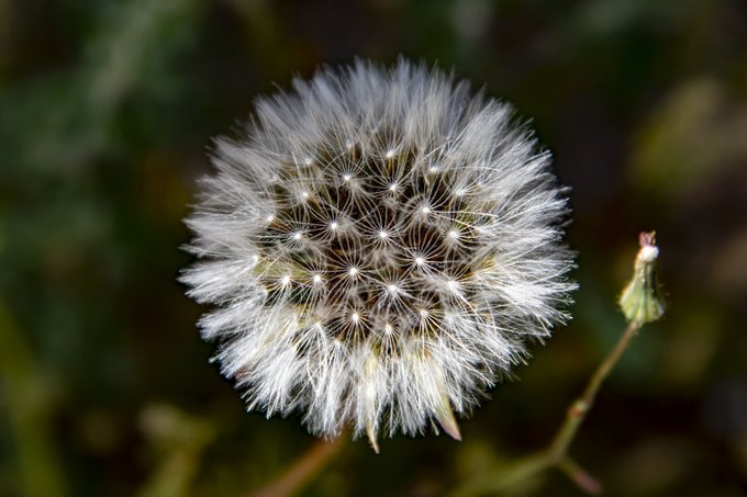 A close-up photograph of a fluffy white dandelion seed head against a dark, blurred background.