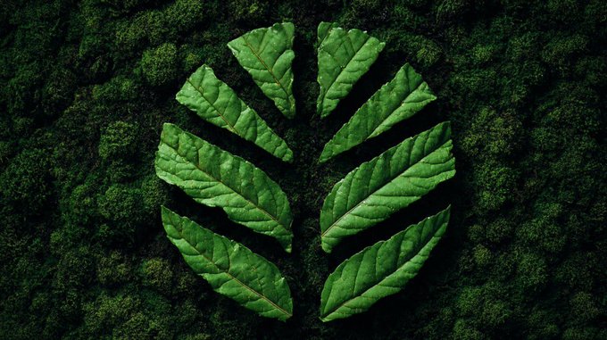 The image features a large leaf shape made of green leaves arranged in a circle against a dark background. The leaf arrangement creates an interesting visual effect, drawing attention to the composition. The caption above the image reads "While everyone talks about sovereign l1s, @CNPYNetwork is actually shipping them. from vibe-coding with ai to one-click deployment with built-in explorer, wallet & distribution، canopy turns ideas into fully owned blockchains faster than most teams finish their pitch deck." This message highlights the importance of the leaf arrangement and its connection to the company's work in blockchain technology.
