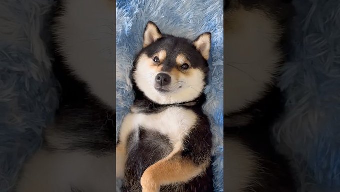A Shiba Inu dog with black and tan fur lies on its back against a fluffy blue background, looking up with a calm expression. The image ties to the "Shibas taking over" caption by featuring the breed, while the tagged $MANYU references a meme coin associated with Shiba Inu imagery and crypto enthusiasts.