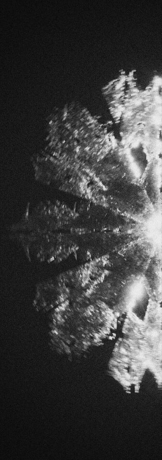 A grainy, black and white image showing what appears to be foliage or flowers with bright light creating a high-contrast effect.