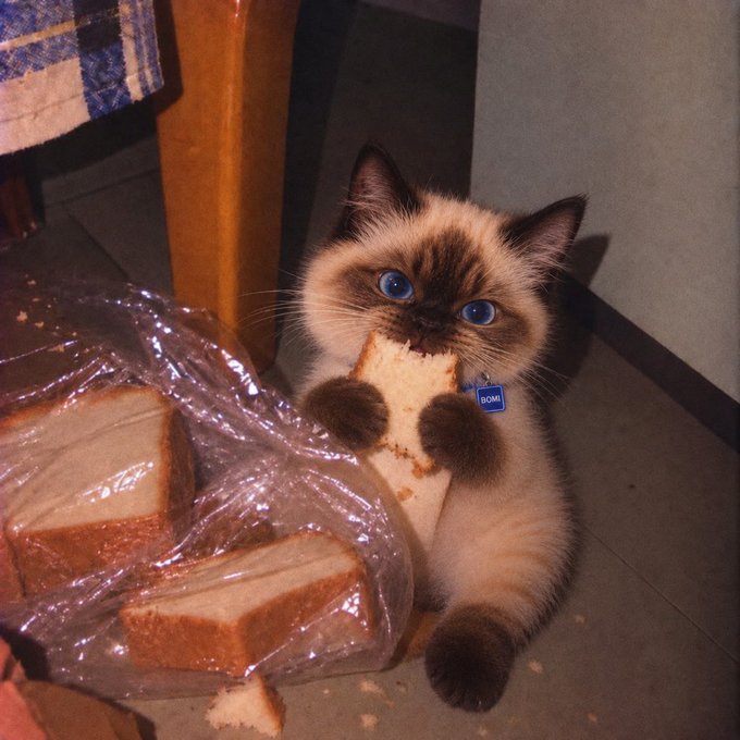 A Siamese cat with blue eyes stands on a tiled floor, holding a slice of bread in its paws and biting into it, next to a plastic bag filled with more sliced bread.