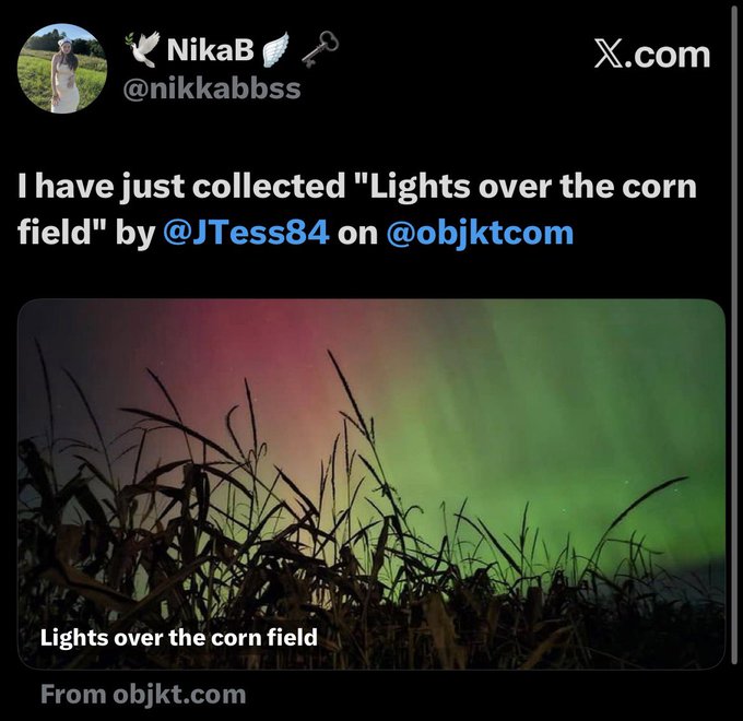 A social media post by user NikaB (@nikkabbss) on X.com announces collecting a piece titled "Lights over the corn field" by @JTess84 on @objktcom, featuring a photo of green and pink aurora lights glowing above a silhouetted cornfield. The image relates to the accompanying message, which is the artist's grateful reply thanking NikaB for collecting two of their new photos on the objktcom platform.
