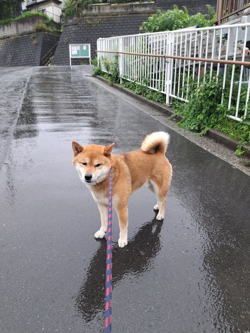 A wet Shiba Inu named Pochi stands on a rain-soaked street, leashed and slightly squinting against the damp weather, perfectly matching the post about enduring two days of rain during a walk.