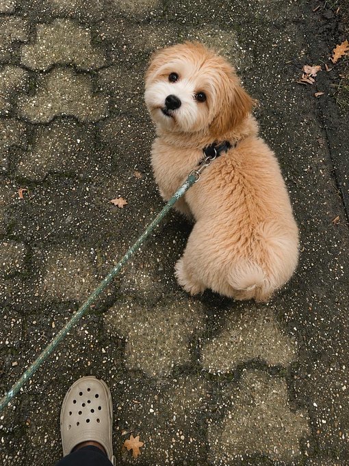 A fluffy tan-colored dog sits on a wet paved walkway looking up at the camera, attached to a green leash, with the photographer's croc-style shoe visible in the foreground.