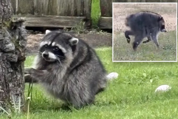 A raccoon sits on grass in the main image, with a smaller inset image in the upper right showing the same raccoon walking on a dirt path. The image humorously illustrates the "buying dips" strategy mentioned in the post, depicting a scrappy raccoon—often associated with scavenging and finding opportunities—scouring its surroundings for the next big yield.