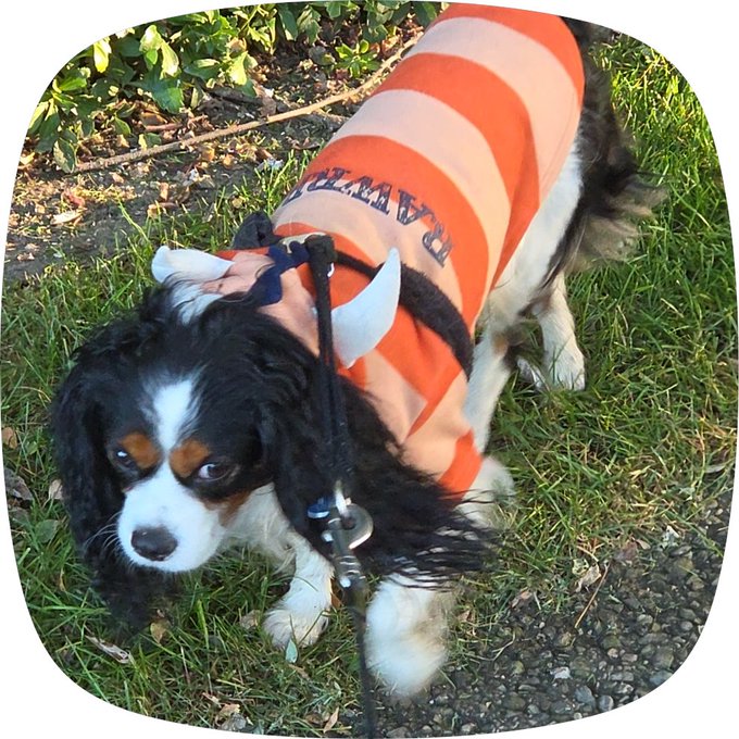 A Cavalier King Charles Spaniel puppy stands on grass wearing an orange and peach striped shirt with horns and a bow, resembling the anime character Pochita.