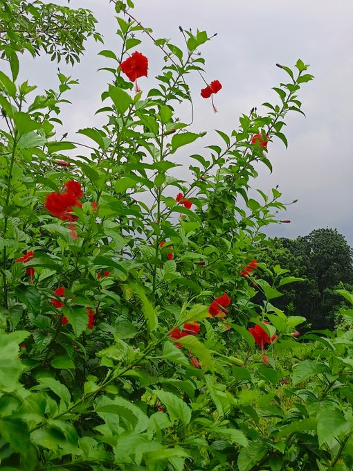 Bright red hibiscus flowers bloom on a tall green bush against a cloudy gray sky.
