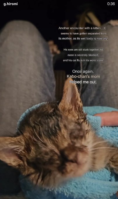 A wet kitten wrapped in a blue towel is being cared for, with on-screen text at 0:36 explaining that it appears to have been separated from its mother and is in poor condition, having been dried off with help from "Kabo-chan's mom," referencing the real Kabosu/owned-by-a-Japanese-woman meme origin story behind the Doge/Cate Solana token narrative discussed in the post.