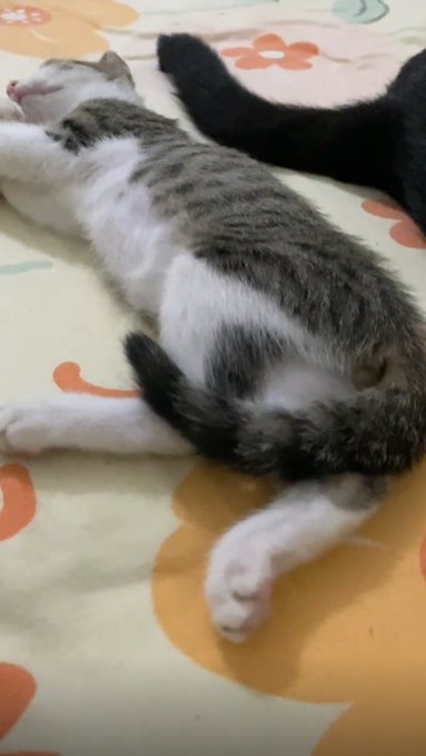 A cat lies sprawled out on its back on a floral-patterned blanket, belly fully exposed in a vulnerable, trusting pose. The image humorously illustrates the post's message about crypto influencers being hypocritical—displaying "kitten-like" innocence publicly while privately chasing risky memecoins.