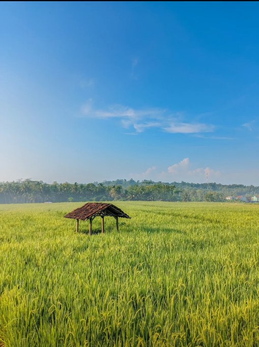 A small thatched-roof hut stands in the middle of a vast, vibrant green rice field under a clear blue sky, with trees lining the distant horizon.
