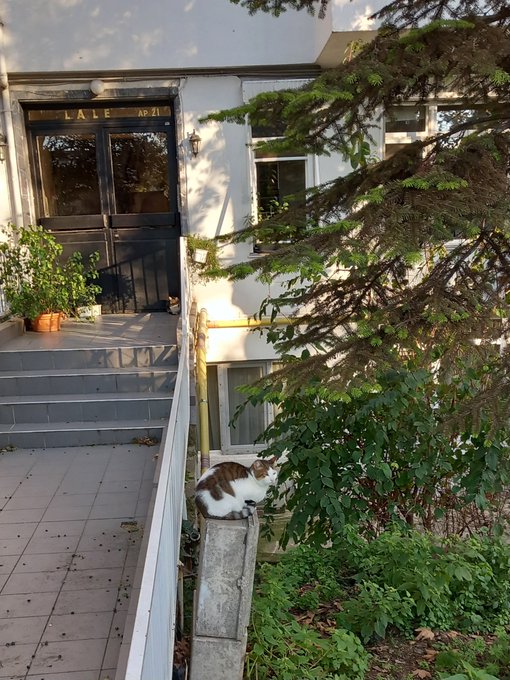 A white building entrance with double doors marked 'LALE AP 21' features a calico cat perched on a low wall beside the steps, surrounded by greenery and pine branches.