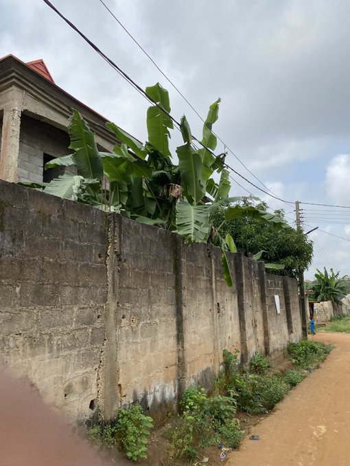 A concrete wall runs alongside a dirt road, with a large banana plant growing behind it and power lines stretching overhead against a cloudy sky.