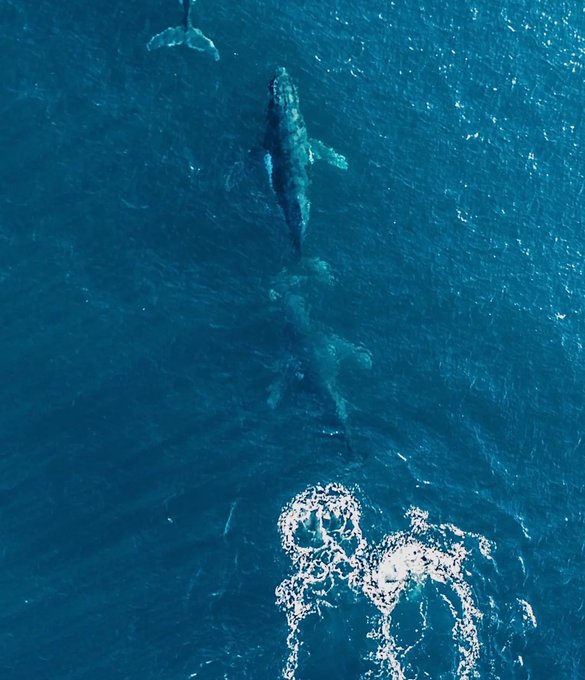 An aerial view of multiple whales swimming near the ocean surface, visually reinforcing the post's theme of "touch grass" and the crypto tickers mentioned, which likely play on whale terminology common in trading communities.