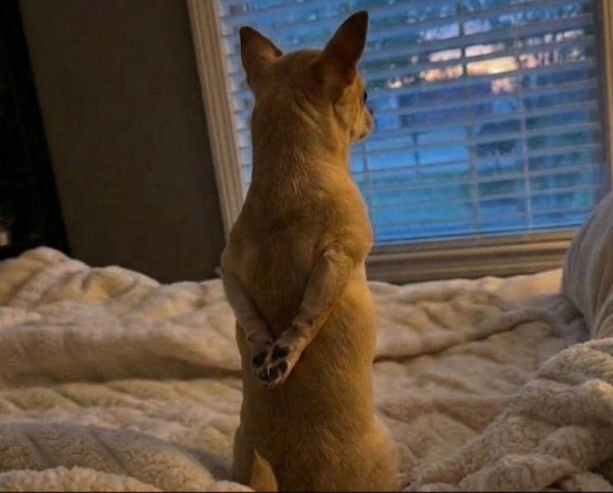 A small tan dog sits on a blanket by a window with blinds, looking outward in an upright posture.