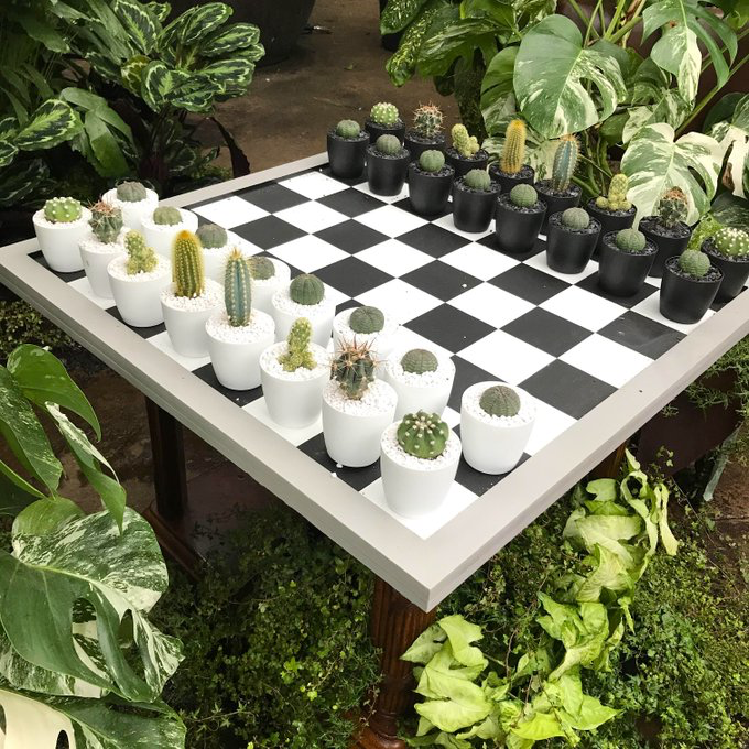 A creative chess set where small cacti in black and white pots serve as the chess pieces on a black and white checkered board, surrounded by green plants.
