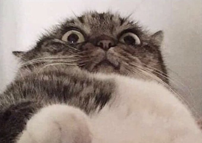 A close-up of a wide-eyed, fluffy tabby and white cat with an adorably surprised or shocked expression, photographed from a low angle.