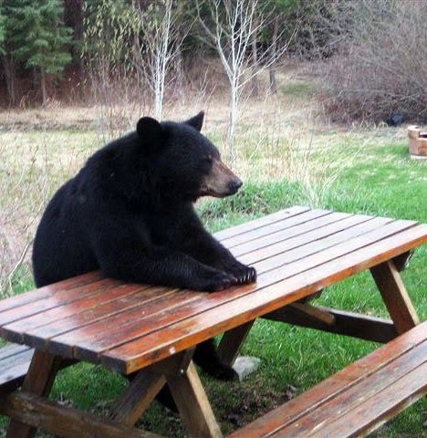 A black bear sitting calmly on a wooden picnic table in an outdoor setting with grass, trees, and bushes in the background.