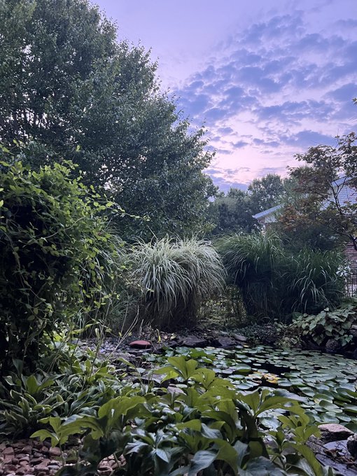 A serene garden scene at dusk with a pond covered in lily pads, ornamental grasses, lush green foliage, and a colorful pink and blue cloudy sky above.