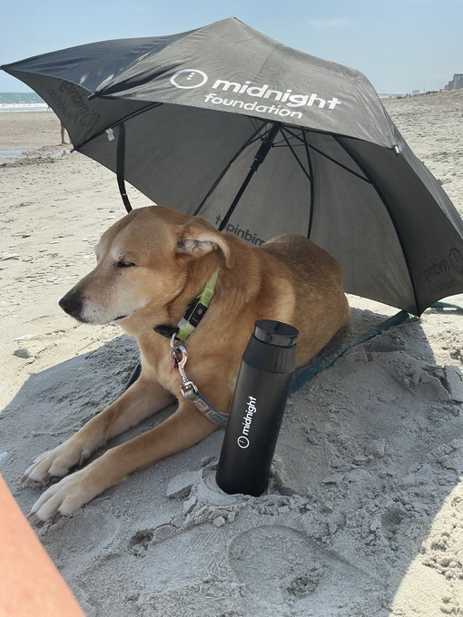 A tan dog rests on a sandy beach under a black 'midnight foundation' umbrella, with a matching branded water bottle sitting beside it in the sand.