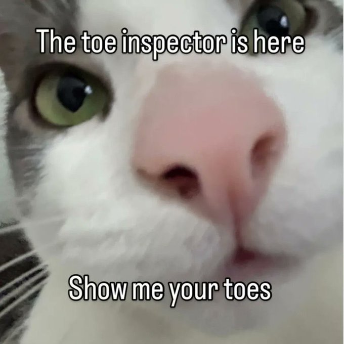 A close-up photo of a cat with the text 'The toe inspector is here' at the top and 'Show me your toes' at the bottom.