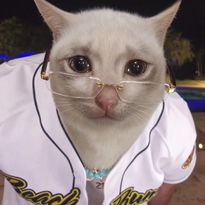 A white cat wearing rimless glasses with gold accents and a white pinstriped baseball jersey.