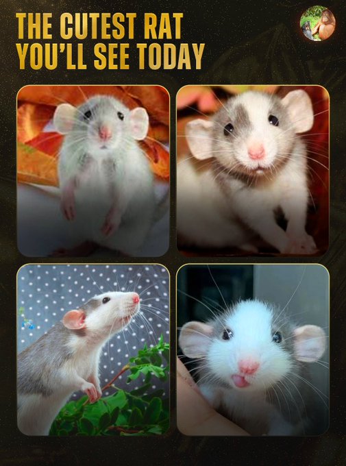 A collage of four adorable rat photos under the title 'THE CUTEST RAT YOU'LL SEE TODAY,' showing various pet rats in cute poses.