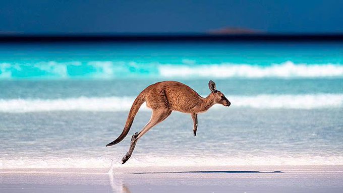 A kangaroo leaps mid-air across a stunning turquoise beach in Australia. The image evokes the Australian identity, contrasting with the post's discussion of Australia's 40-year economic report that highlights AI as a key trend while overlooking cryptocurrency.
