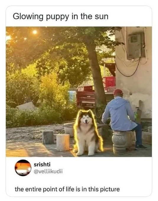 A tweet from @velLiikudii captioned 'the entire point of life is in this picture' showing a fluffy Alaskan Malamute puppy highlighted with a golden glow sitting next to a person in a sunny outdoor setting, titled 'Glowing puppy in the sun'.