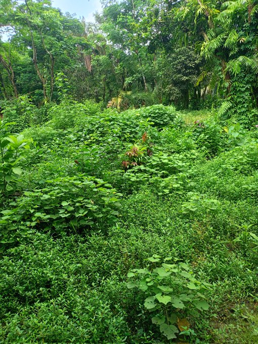 The image shows a lush green forest with tall trees and bushes. The scene appears to be taken from an elevated perspective, providing a bird's eye view of the dense vegetation below. In the background, there are posts that seem to be part of a social media platform or website, possibly related to cryptocurrency trading.