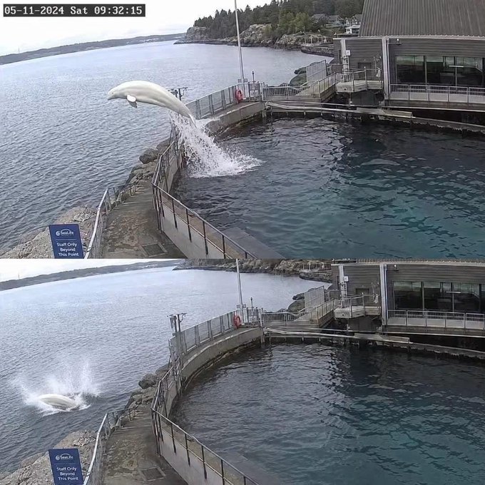 Two security camera screenshots dated 05-11-2024 showing a beluga whale leaping out of the water at a marine facility pool.