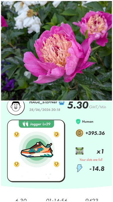 The image shows a screenshot from a STEPN app activity log indicating a "Jogger Lv29" earning rate of 5.30 GMT/Min and a +395.36 GST reward on 28/06/2026, placed above a photo of vibrant pink and white peony flowers, with the caption noting it as a GST movement day paired with the peony bloom.