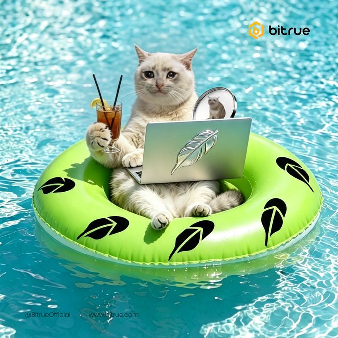 A white cat relaxes on a green leaf-patterned pool floaty in a blue pool, casually holding a cocktail while using a laptop with a feather design. The "bitrue" logo appears in the top right, with "@BitrueOfficial" and "www.bitrue.com" text at the bottom—fitting the post's vibe of a chill cat casually watching $CASHCAT pump.