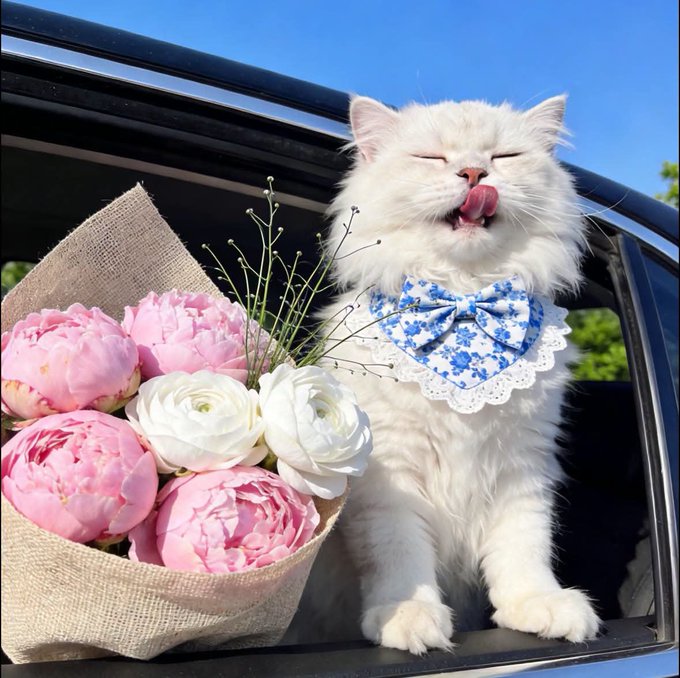 A fluffy white cat wearing a blue floral bandana sticks its tongue out while sitting next to a bouquet of pink and white peonies.