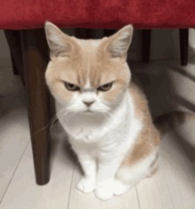 An orange and white cat with a stern, grumpy expression sits on a tiled floor beneath a chair with a red cushion.